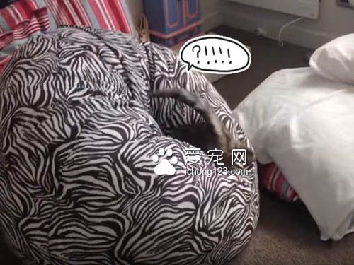 小猫咪对奇妙的懒骨头上瘾 一而再再而三地扑过去