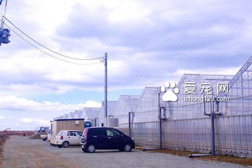 农民“请”猫咪驻守草莓园成为最萌巡逻员