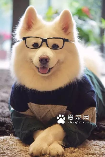 一对可爱的“兄妹”