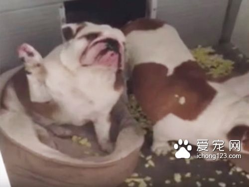 在犯错后第一时间举手认错的斗牛犬让人哭笑不得