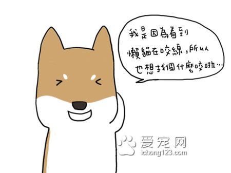 为什么狗狗总爱咬衣物?让我们来了解下到底为什么吧!