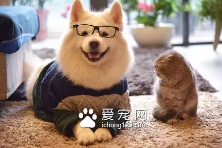 一对可爱的“兄妹”