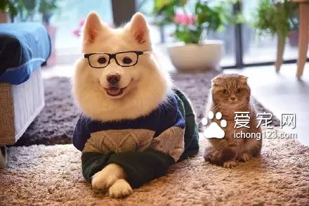 一对可爱的“兄妹”