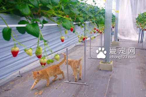 农民“请”猫咪驻守草莓园成为最萌巡逻员
