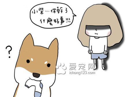 为什么狗狗总爱咬衣物?让我们来了解下到底为什么吧!