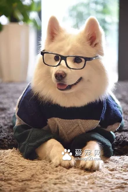 一对可爱的“兄妹”