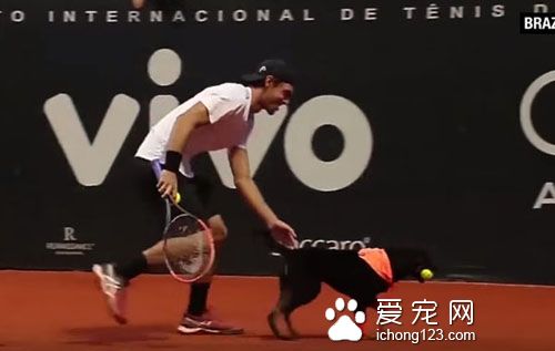 汪星人乱入？在球场上卖力工作成专门捡球的小帮手！