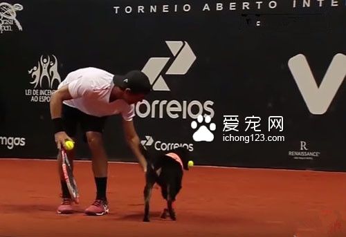 汪星人乱入？在球场上卖力工作成专门捡球的小帮手！