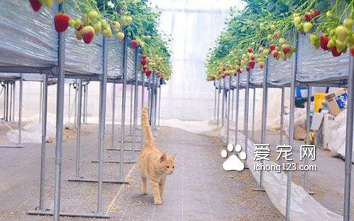 农民“请”猫咪驻守草莓园成为最萌巡逻员