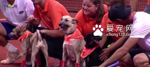 汪星人乱入？在球场上卖力工作成专门捡球的小帮手！