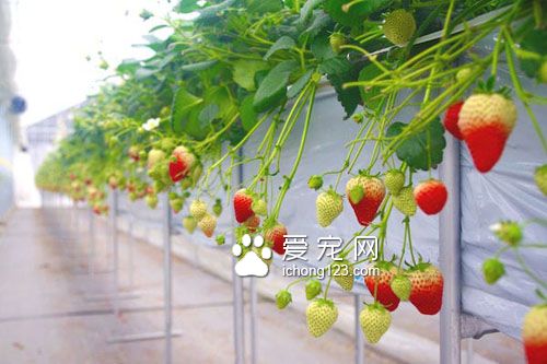 农民“请”猫咪驻守草莓园成为最萌巡逻员