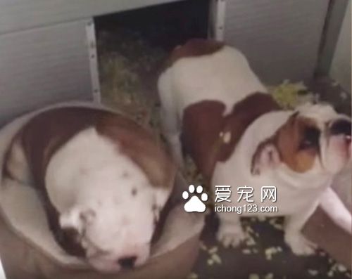 在犯错后第一时间举手认错的斗牛犬让人哭笑不得