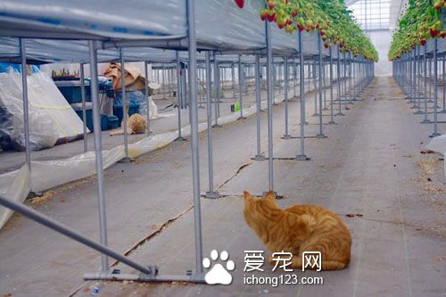 农民“请”猫咪驻守草莓园成为最萌巡逻员