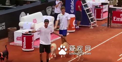 汪星人乱入？在球场上卖力工作成专门捡球的小帮手！