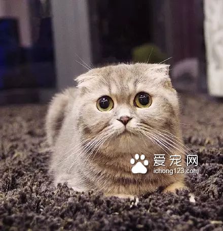 一对可爱的“兄妹”