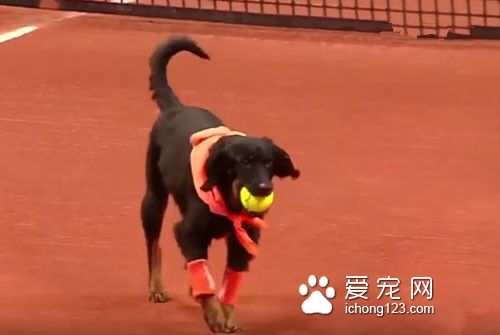 汪星人乱入？在球场上卖力工作成专门捡球的小帮手！