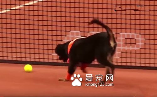 汪星人乱入？在球场上卖力工作成专门捡球的小帮手！