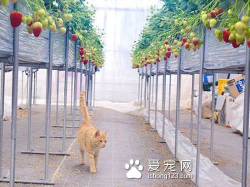 农民“请”猫咪驻守草莓园成为最萌巡逻员