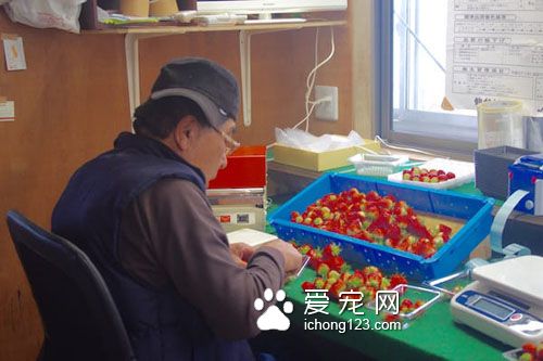 农民“请”猫咪驻守草莓园成为最萌巡逻员