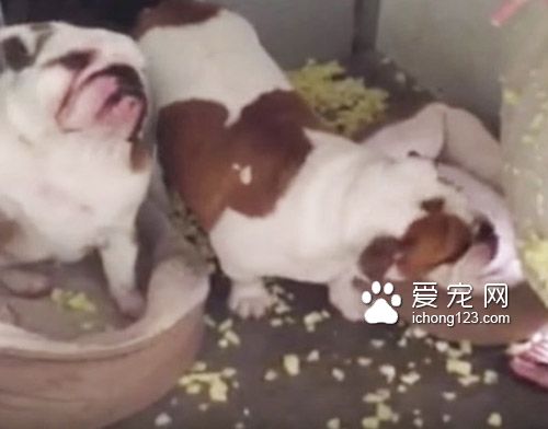 在犯错后第一时间举手认错的斗牛犬让人哭笑不得