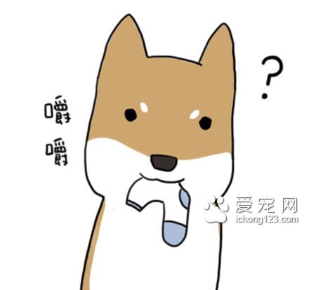 为什么狗狗总爱咬衣物?让我们来了解下到底为什么吧!