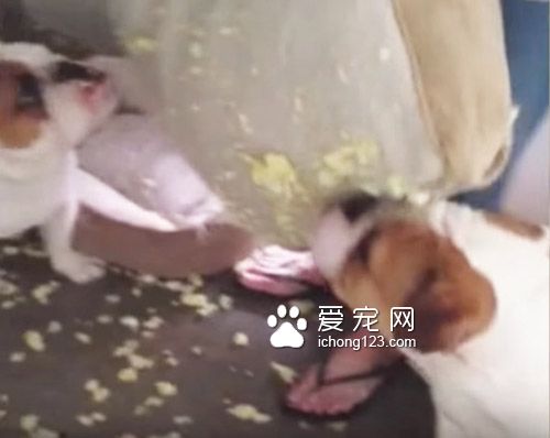 在犯错后第一时间举手认错的斗牛犬让人哭笑不得