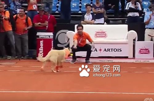 汪星人乱入？在球场上卖力工作成专门捡球的小帮手！