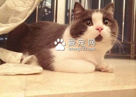 猫爪病会死吗 是猫身上的一种细菌所致