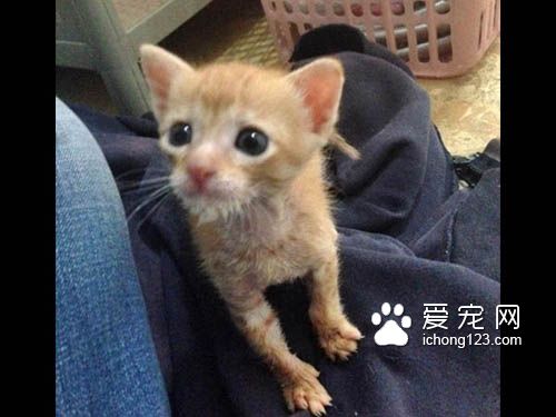 有“阴谋”的小橘猫当恶霸挡路获得了好心人收养