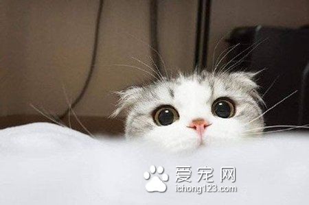 猫得肠胃炎会死吗 注意饮食食具的卫生