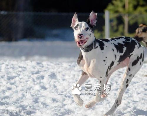 大丹犬也是狗界的表情帝，真是活力无限啊！