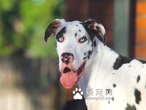 大丹犬也是狗界的表情帝，真是活力无限啊！