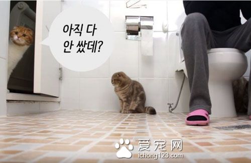 养猫之后就没所谓的隐私权了！猫咪偷窥猫奴上厕所！