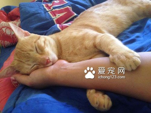 有“阴谋”的小橘猫当恶霸挡路获得了好心人收养