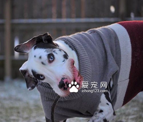 大丹犬也是狗界的表情帝，真是活力无限啊！