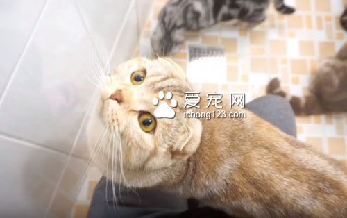 养猫之后就没所谓的隐私权了！猫咪偷窥猫奴上厕所！