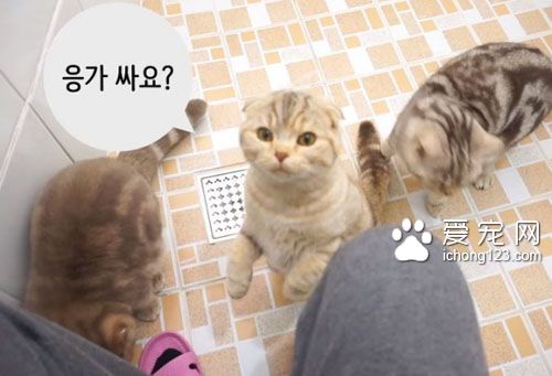 养猫之后就没所谓的隐私权了！猫咪偷窥猫奴上厕所！