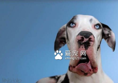 大丹犬也是狗界的表情帝，真是活力无限啊！