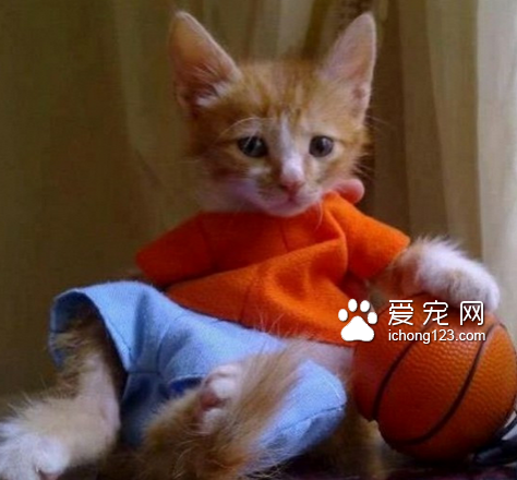 你是哪支球队的？