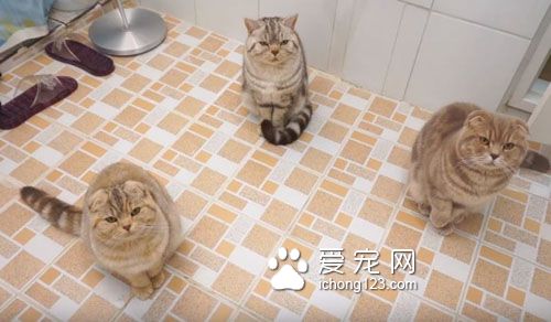 养猫之后就没所谓的隐私权了！猫咪偷窥猫奴上厕所！