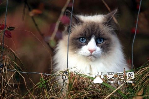 猫吃了死老鼠怎么办 去宠物医院看医生