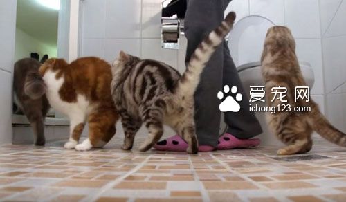 养猫之后就没所谓的隐私权了！猫咪偷窥猫奴上厕所！