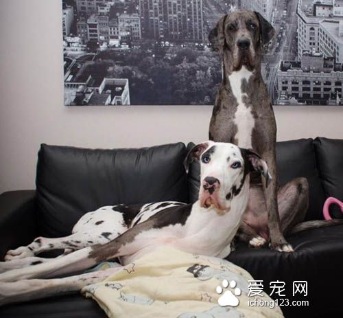 大丹犬也是狗界的表情帝，真是活力无限啊！