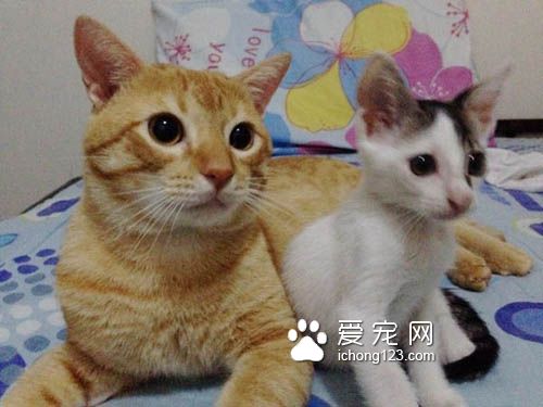 有“阴谋”的小橘猫当恶霸挡路获得了好心人收养