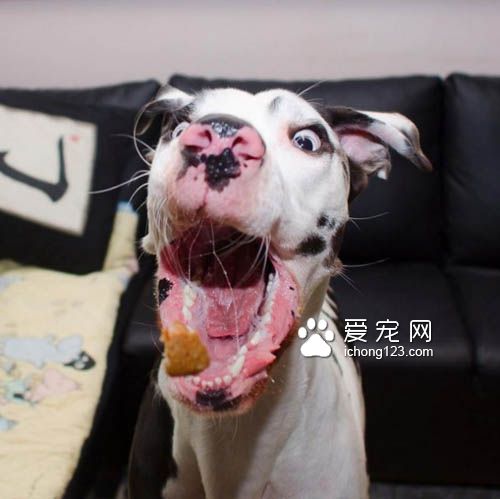 大丹犬也是狗界的表情帝，真是活力无限啊！