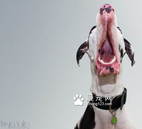 大丹犬也是狗界的表情帝，真是活力无限啊！