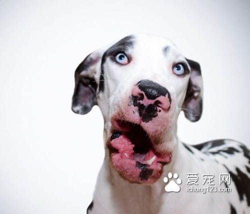 大丹犬也是狗界的表情帝，真是活力无限啊！