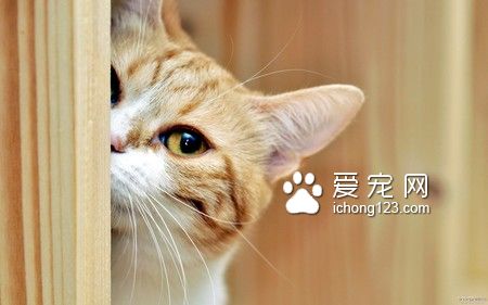 猫吃了蟑螂药会死吗 猫最好不要吃蟑螂