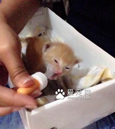 有“阴谋”的小橘猫当恶霸挡路获得了好心人收养