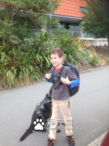 忠心耿耿的服务犬为自病症男孩带来欢乐